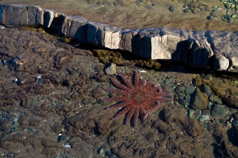 Sunflower Star In Tidepool